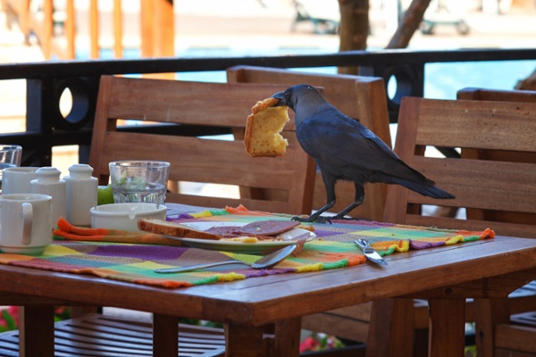 Nuisance bird taking food from a restaurant table