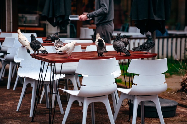 Outdoor restaurant seating covered in birds that needs a robust post-COVID bird control program