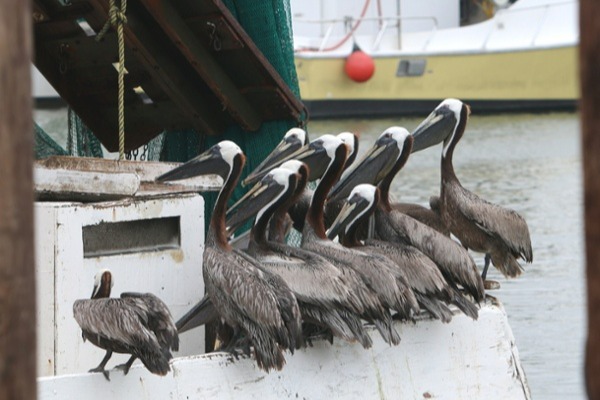 Pelicans crowding around the edge of a boat