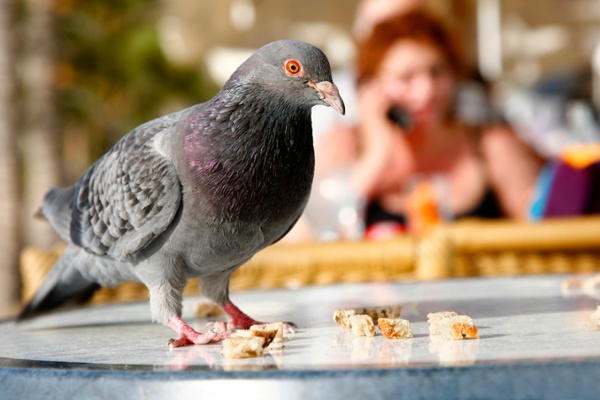 Pest bird interfering with a restaurant business-1