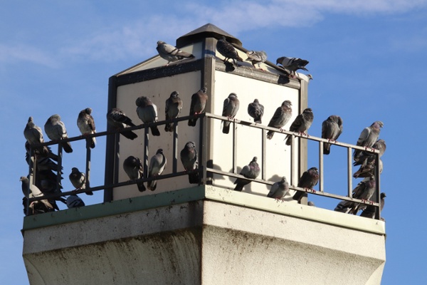 Pest birds crowding around a rail on a pier building-1