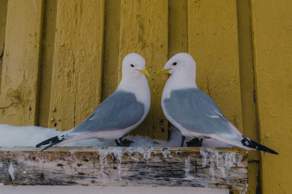 Pest birds on a dirty rafter on a commercial building