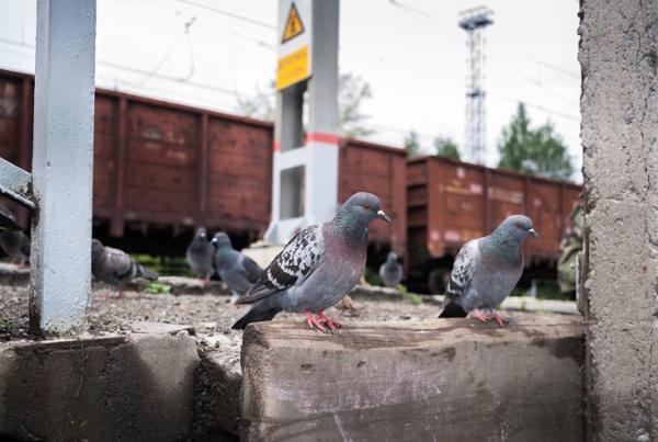 Pest birds on a wall near a train station