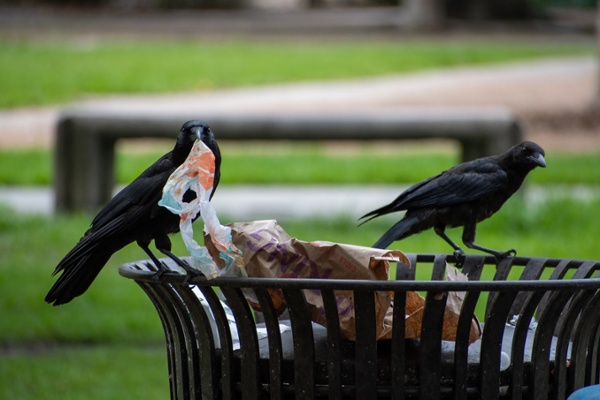 Pest birds taking food from a trash can-1
