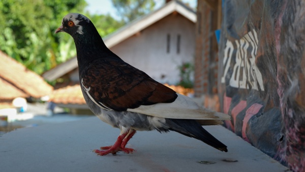 Pigeon standing near a store with effective bird control for business signs-1