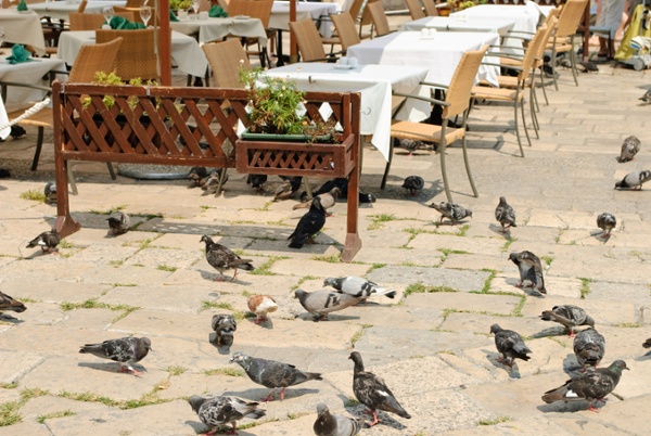 Pigeons adapting to old bird control methods at an outdoor restaurant area