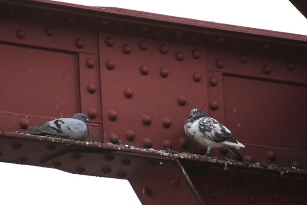 Pigeons and bird droppings on a support rafter
