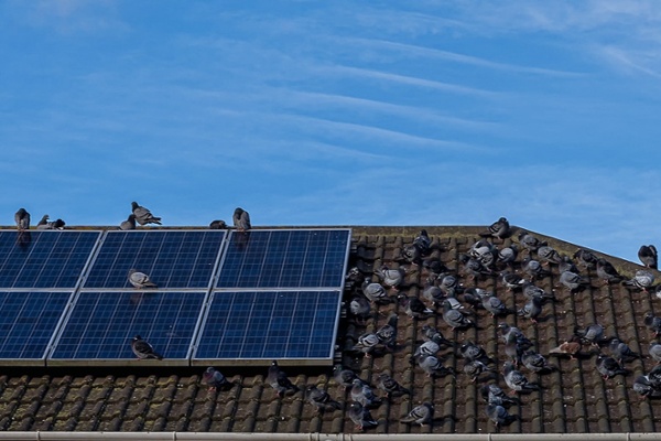 Pigeons crowding a roof with solar panels