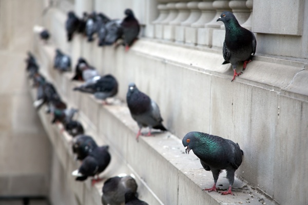 Pigeons crowding along exterior surfaces of a building