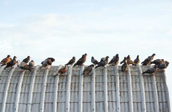 Pigeons crowding on a roof and causing damage