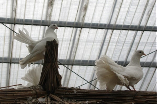 Pigeons on a rafter inside a warehouse