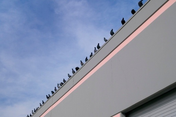 Pigeons roosting on top of a warehouse building