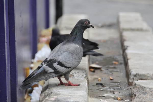 Pigeons scavenging near a building ledge