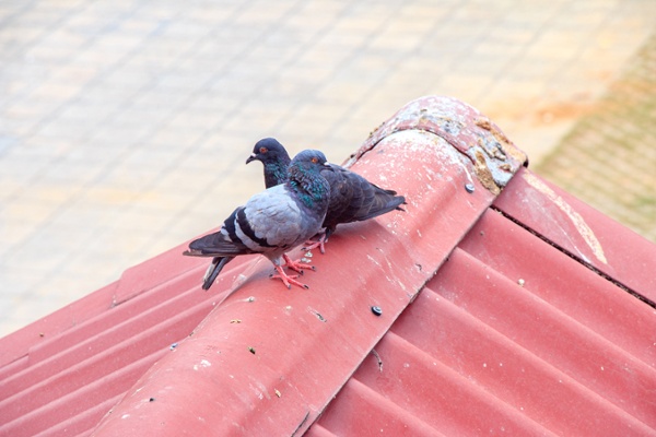 Pigeons sitting on a metal rooftop