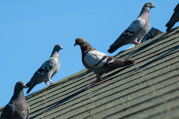 Pigeons that need new technology solutions for bird control to remove them