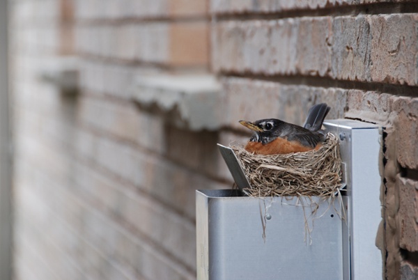 Robin nesting in a homes vent