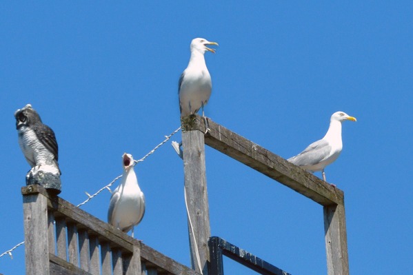 Seagulls ignoring a decoy owl because its the wrong bird control solution