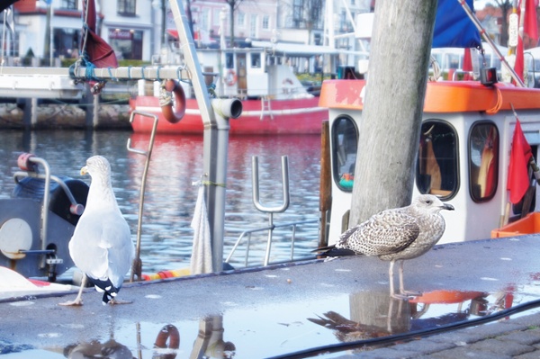 Seagulls standing on a boat