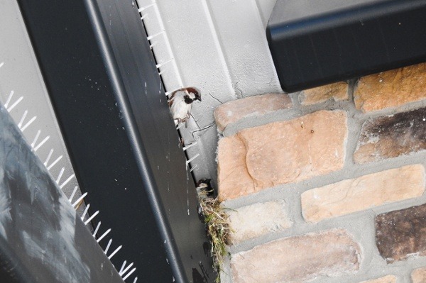 Small bird roosting and nesting on spikes that are the wrong bird control solution