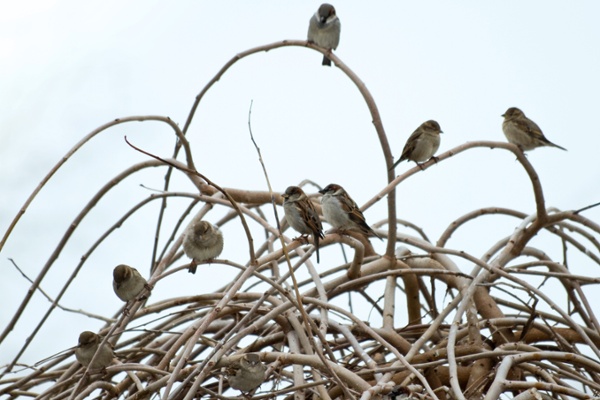 Sparrows on an unprotected tree