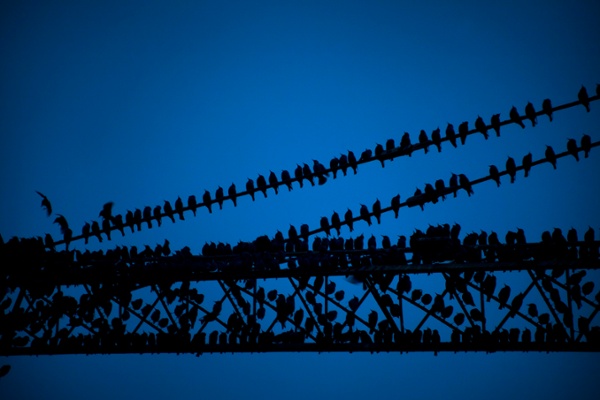 Starlings clustered on a power line at dusk