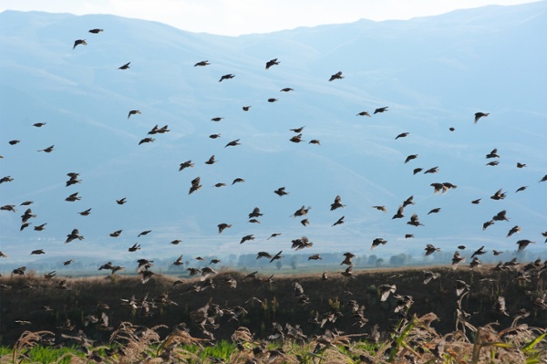 Swarm of pest birds about to nest on an open property