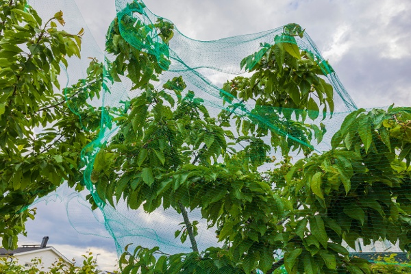 Trees with visible netting to show the hazards of bird netting on trees