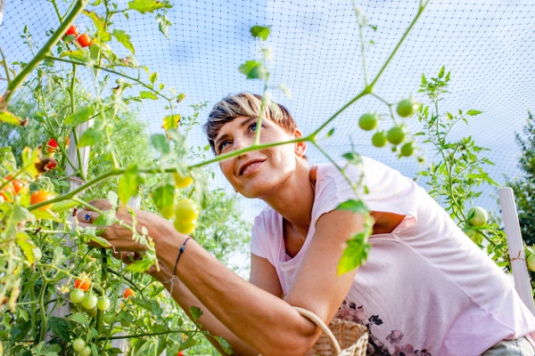 Woman picking tomatoes from plants protected by bird netting