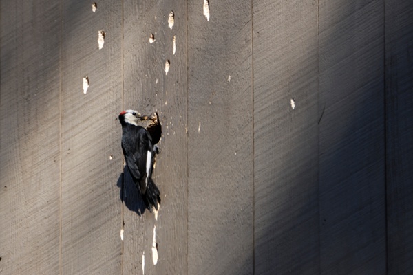 Woodpecker damaging the side of a building