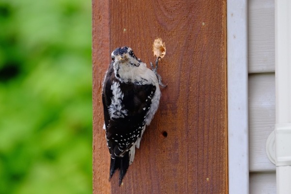Young woodpecker drilling into the corner of a house