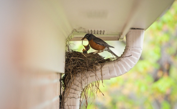 bird building a nest on a houses downspout