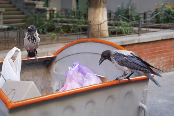 birds picking through trash is one of the most common bird control issues