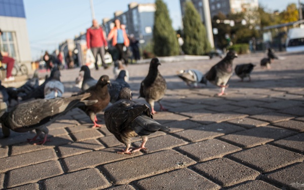 crowd of birds on a city sidewalk