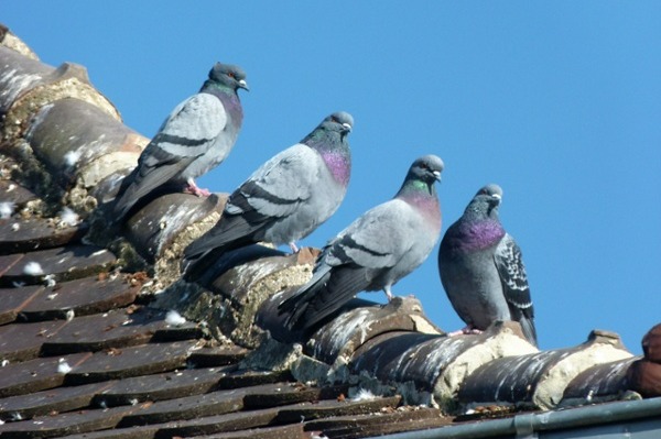 pigeons on a house roof before the owner uses DIY bird control