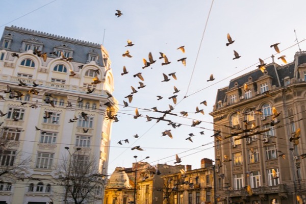 What Anti-Pigeon Spikes Used to Deter Uninvited Pigeons On Ledges? - Bird  Spike Control